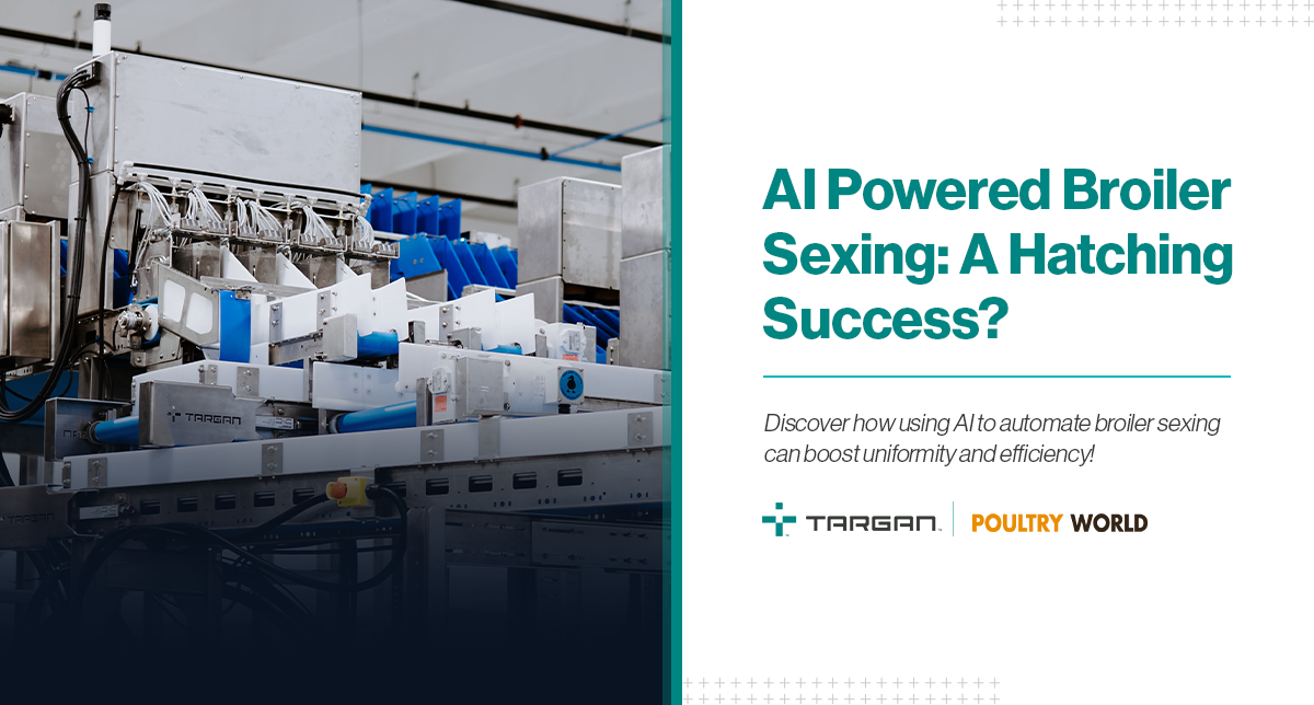 AI Powered Broiler Sexing: A Hatching Success?